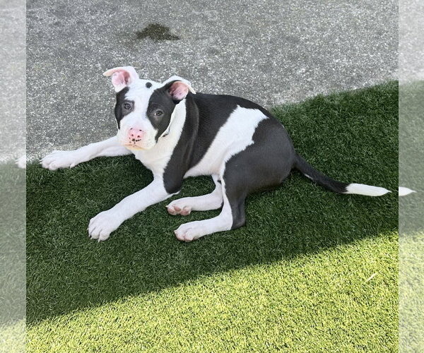 Medium Photo #7 American Pit Bull Terrier-Unknown Mix Puppy For Sale in Berkeley, CA, USA