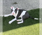 Small #6 American Pit Bull Terrier Mix