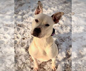 Vally - Female American Pit Bull Terrier-Unknown Mix Dog for Adoption - Photo #9
