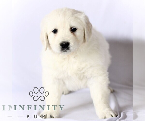 Medium Photo #1 English Cream Golden Retriever Puppy For Sale in GORDONVILLE, PA, USA