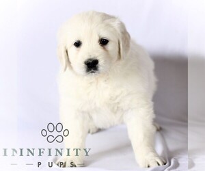 English Cream Golden Retriever Puppy for sale in GORDONVILLE, PA, USA