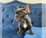 Small Photo #3 French Bulldog Puppy For Sale in RICHMOND, VA, USA