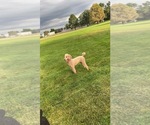 Small Photo #1 Goldendoodle-Poodle (Standard) Mix Puppy For Sale in DENVER, CO, USA