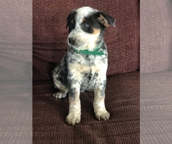 Medium Photo #12 Australian Cattle Dog Puppy For Sale in BOWLING GREEN, KY, USA