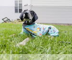 Small #21 Bluetick Coonhound Mix