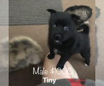 Small Photo #12 Pomsky Puppy For Sale in MARTINSBURG, WV, USA
