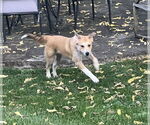 Small #4 Golden Retriever Mix