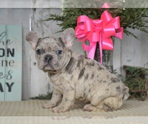 French Bulldog Puppy for sale in FREDERICKSBG, OH, USA