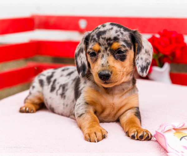 Medium Photo #6 Dachshund Puppy For Sale in WAKARUSA, IN, USA