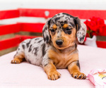 Small Photo #20 Dachshund Puppy For Sale in WAKARUSA, IN, USA