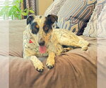 Small #1 Mutt