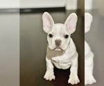 Small Photo #1 French Bulldog Puppy For Sale in WICHITA, KS, USA