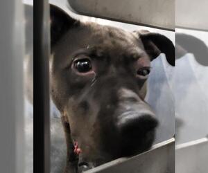 American Staffordshire Terrier Dogs for adoption in San Antonio, TX, USA