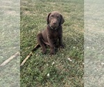 Image preview for Ad Listing. Nickname: Chocolate Lab