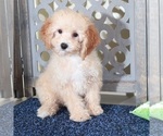 Small #1 Poodle (Miniature)