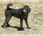 Small Photo #1 Labradoodle Puppy For Sale in BURGAW, NC, USA