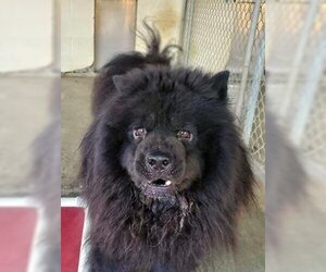 Leo (Chow) - Male Chow Chow Dog for Adoption - Photo #3