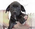 Small #2 Labrador Retriever Mix