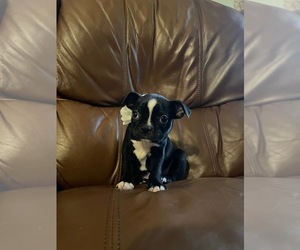 Boston Terrier Puppy for sale in BARNESVILLE, GA, USA