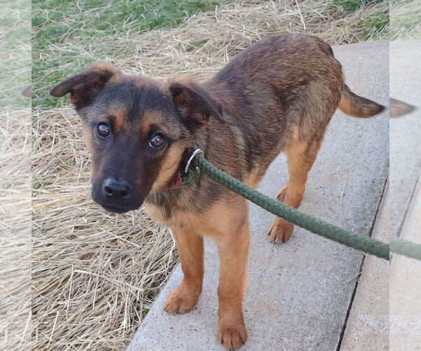 Medium Photo #5 Feist Terrier-German Shepherd Dog Mix Puppy For Sale in Cookeville, TN, USA
