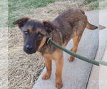 Small #4 Feist Terrier-German Shepherd Dog Mix