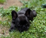 Small #2 French Bulldog