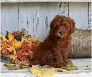 Poodle (Miniature) Puppy for sale in FREDERICKSBURG, OH, USA