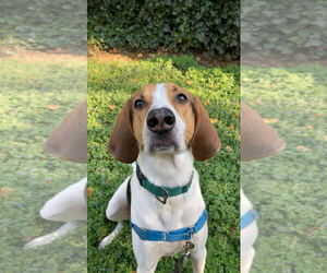 Treeing Walker Coonhound-Unknown Mix Dogs for adoption in Holly Springs, NC, USA
