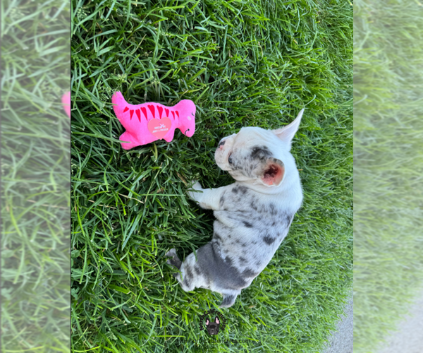 Medium Photo #4 French Bulldog Puppy For Sale in SACRAMENTO, CA, USA