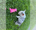 Princess - Female French Bulldog Puppy for Sale - Photo #4