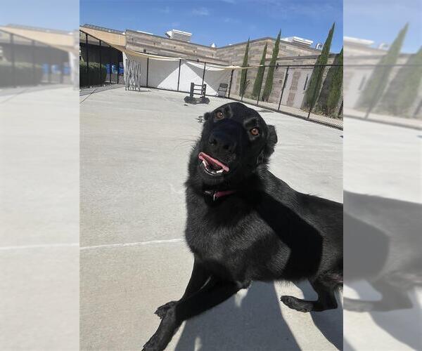 Medium Photo #2 Mutt Puppy For Sale in Elk Grove, CA, USA