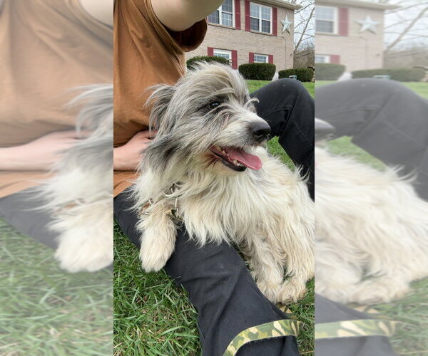 Medium Photo #3 Goldendoodle (Miniature) Puppy For Sale in Aurora, IN, USA