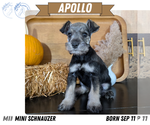 Puppy Apollo Schnauzer (Miniature)
