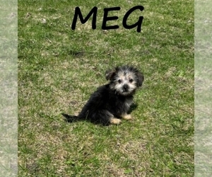 YorkiePoo Puppy for sale in HARTLAND, MN, USA