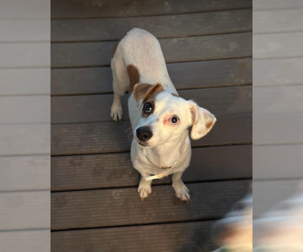 Medium Photo #3 Chiweenie Puppy For Sale in Cranston, RI, USA