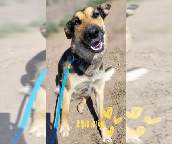 Medium Photo #2 German Shepherd Dog Puppy For Sale in Monte Vista, CO, USA