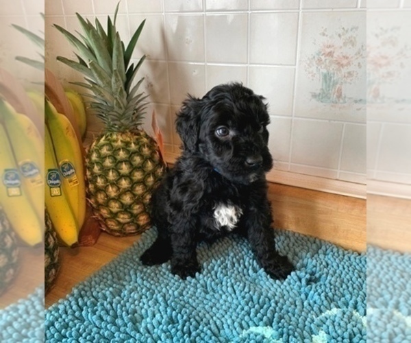 Medium Photo #13 Portuguese Water Dog Puppy For Sale in LAKEVIEW, MI, USA