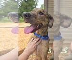 Small #1 Labrador Retriever Mix