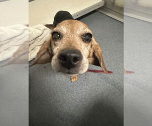 Beagle Dogs for adoption in Glen Allen, VA, USA