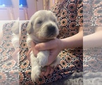 Small Photo #7 Golden Retriever Puppy For Sale in FREDONIA, KS, USA