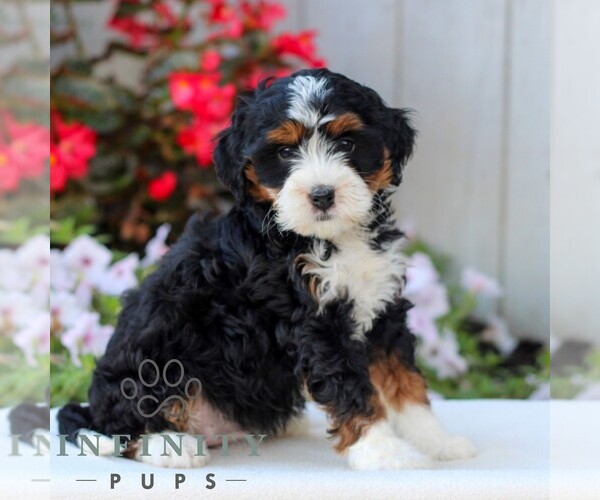 Medium Photo #4 Bernedoodle (Miniature) Puppy For Sale in LITITZ, PA, USA