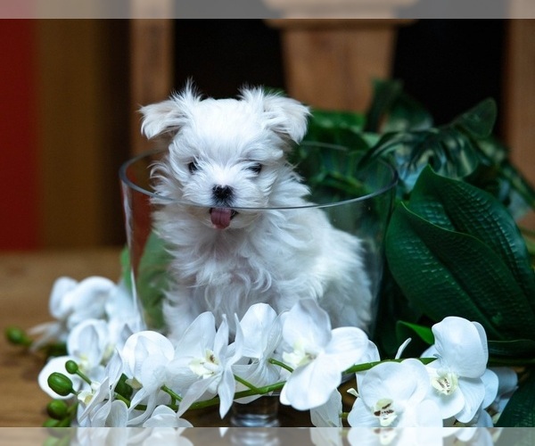 Medium Photo #1 Maltese Puppy For Sale in CHAMPAIGN, IL, USA