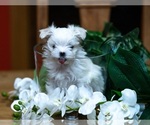 Small Photo #1 Maltese Puppy For Sale in CHAMPAIGN, IL, USA