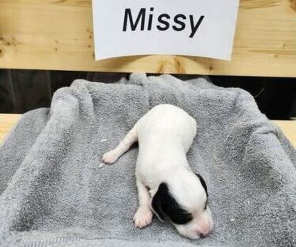 Medium Photo #6 English Setter Puppy For Sale in HANCOCK, MN, USA