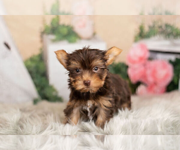 Medium Photo #12 Yorkshire Terrier Puppy For Sale in WARSAW, IN, USA