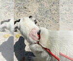 Small Photo #13 Mutt Puppy For Sale in White Bluff, TN, USA