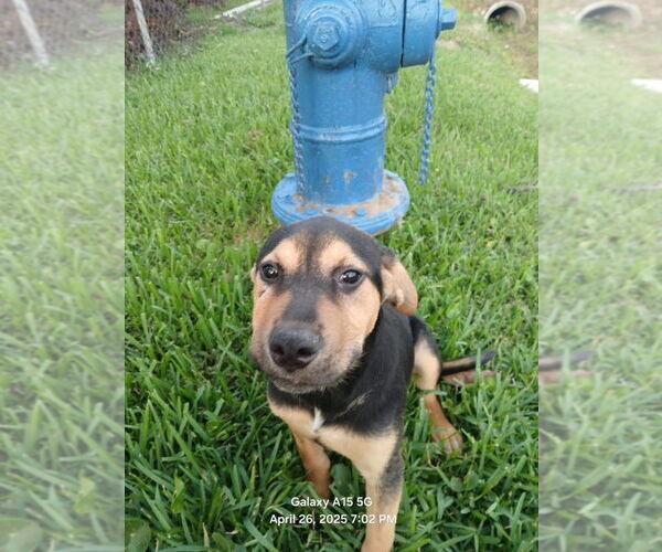 Medium Photo #2 Mutt Puppy For Sale in Oak Bluffs, MA, USA