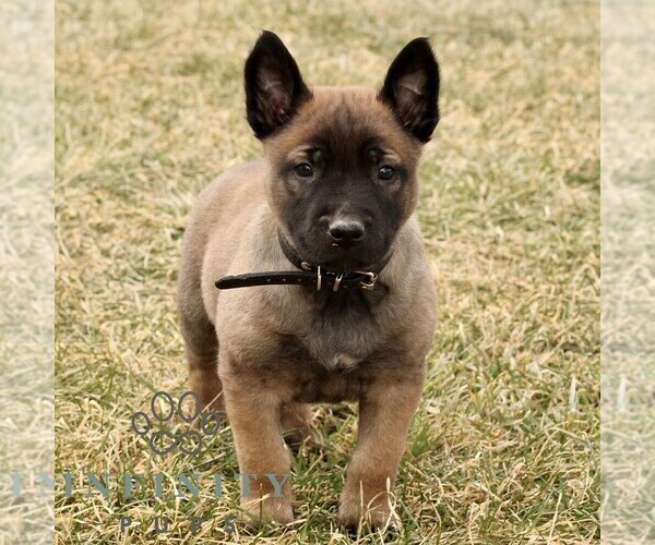 Medium Photo #1 Belgian Malinois Puppy For Sale in STRASBURG, PA, USA