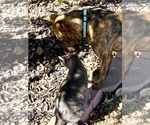 Small Photo #10 American Pit Bull Terrier-Unknown Mix Puppy For Sale in Oakhurst, NJ, USA