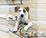 Small #29 Labrador Retriever Mix